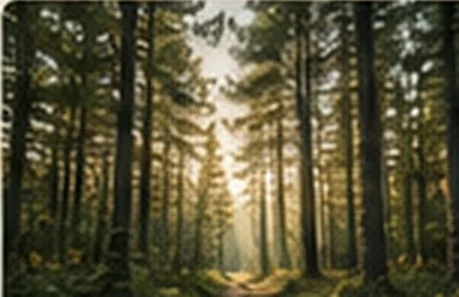 Forest surrounding Shanoule cabin on Beaver Island, Michigan